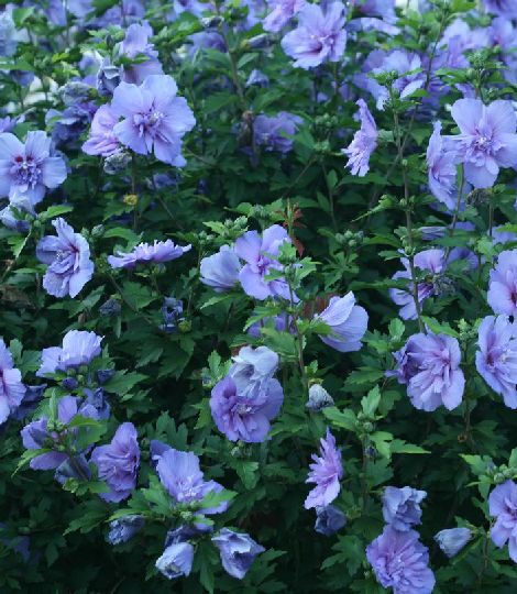 Hibiscus 'Blue Chiffon' 2lit.